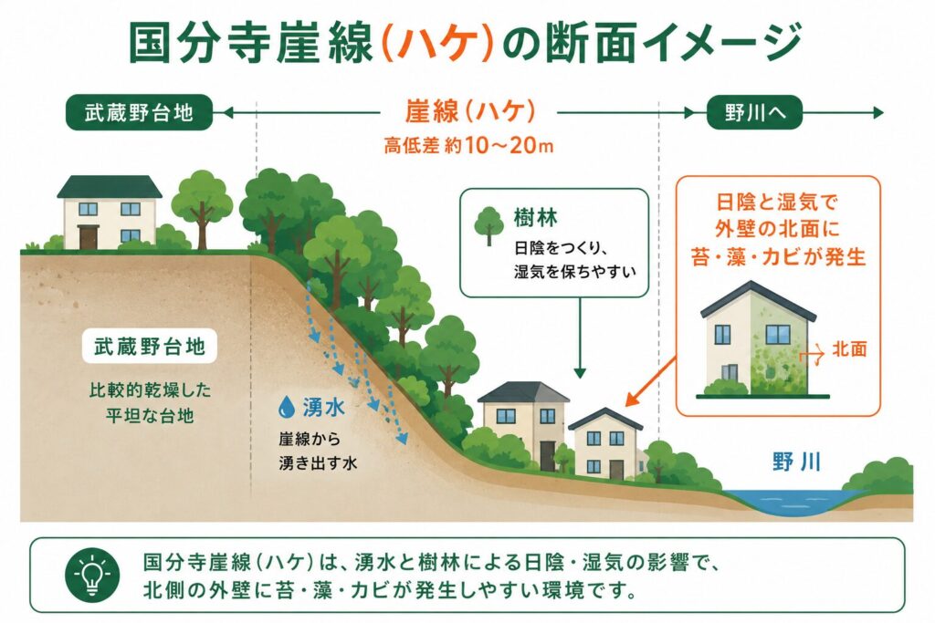 国分寺崖線「ハケ」の湧水・緑と外壁の劣化